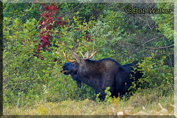 The Young Bull Moose Flemming
