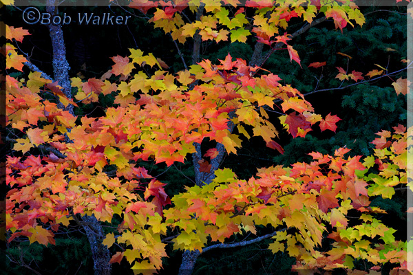 Fall Foliage In Alonquins Deep Woods
