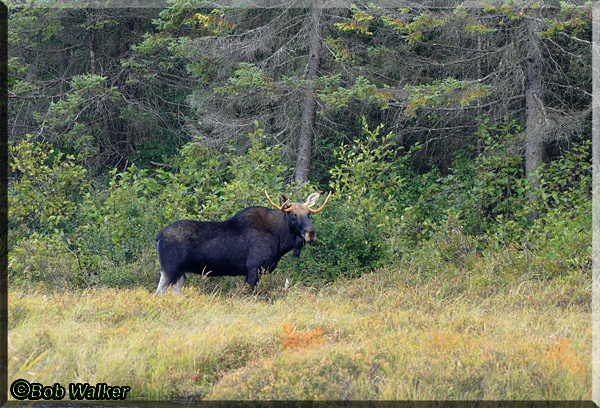 The Young Bull Turns Around After Crossing Creek