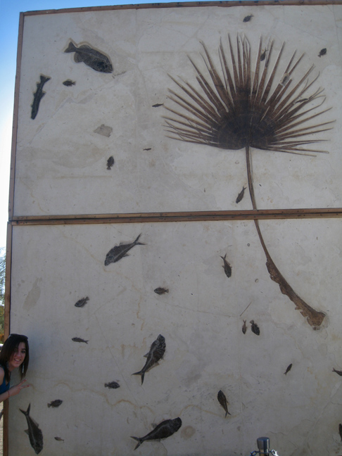 Huge fern fossil
