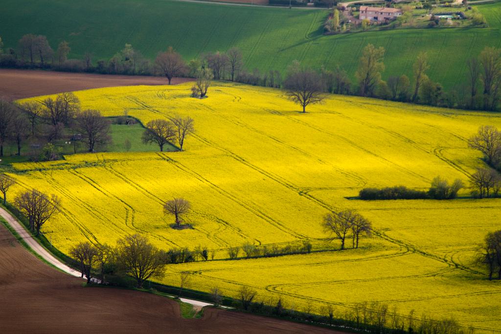 La vie en jaune