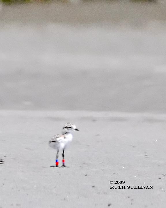 Snowy Plover