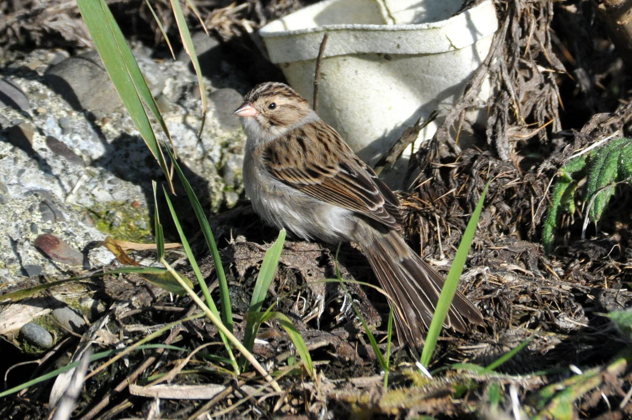 Clay Colored Sparrow Bowerman Basin