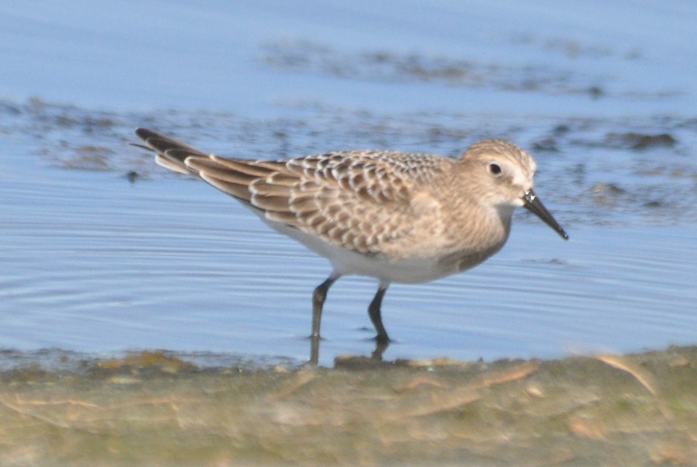 Bairds Sandpiper Ocean Shores 8-14-2010