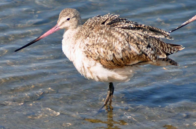 Juvenile Bar-tailed Godwit