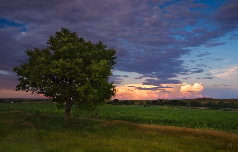 Tree by the field