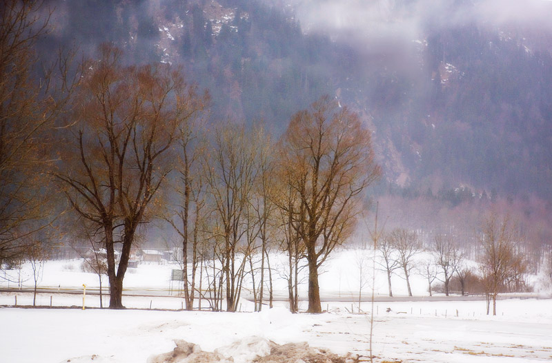 Trees by the mountain