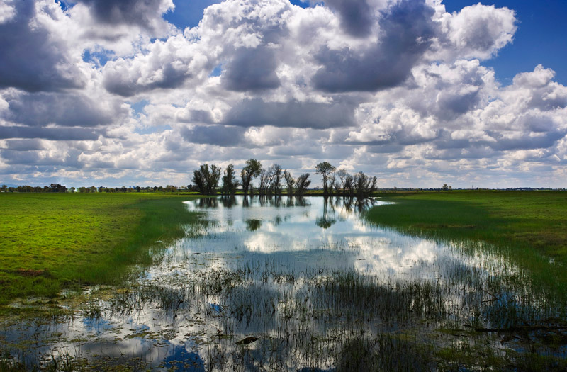 Pond