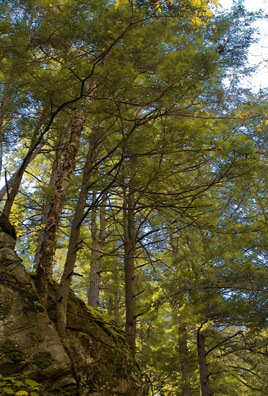 A wall of pines...
