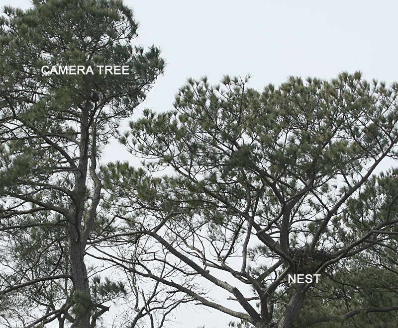 camera-tree-nest-7163.jpg