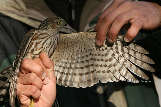 sharp-shinned juvie 0121 Kiptopeke 11-18-07.jpg