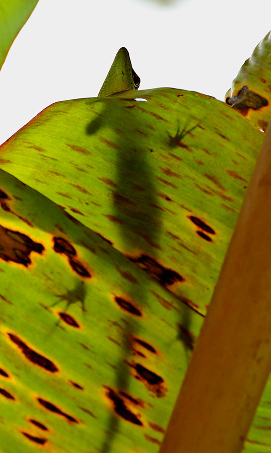 5. Lamprolepis smaragdina  IMG_3261.jpg