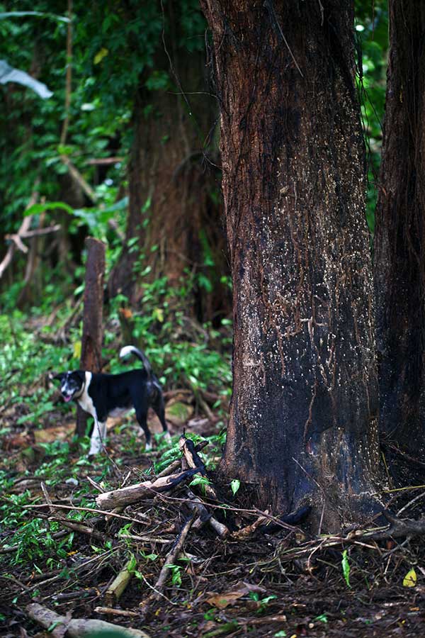 Clearing land for kava. IMG_4191.jpg