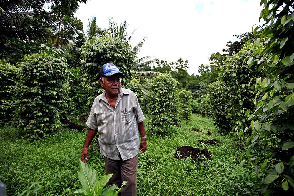 Mr. Sam at his pepper farm. Piper nigrum L.IMG_7314.jpg