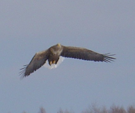 White-Tailed Eagle