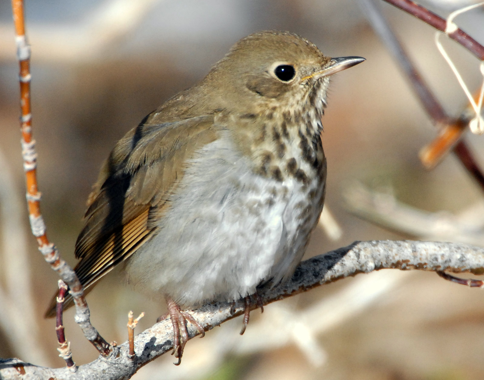 Thrush Hermit D-031.jpg