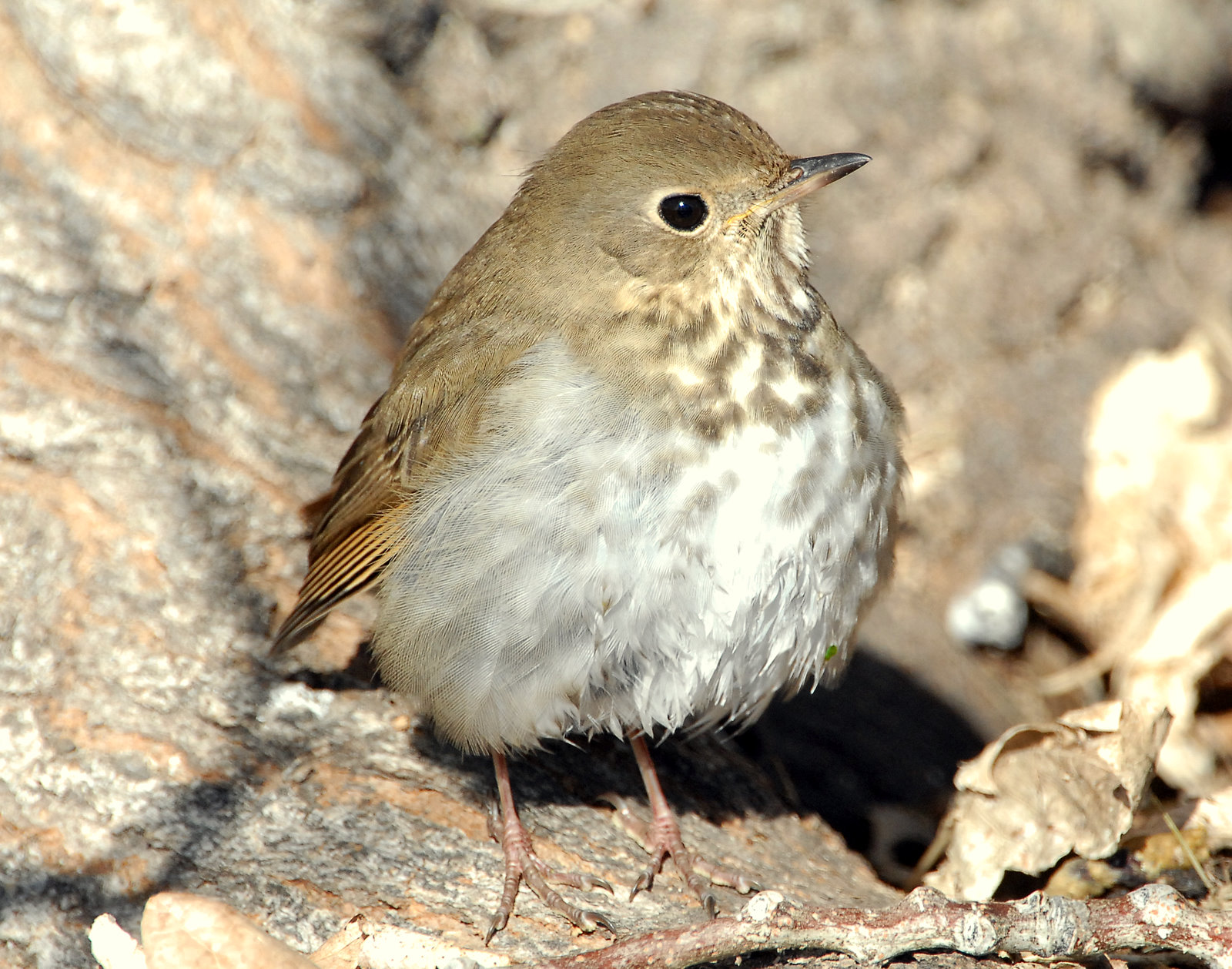 Thrush Hermit D-034.jpg