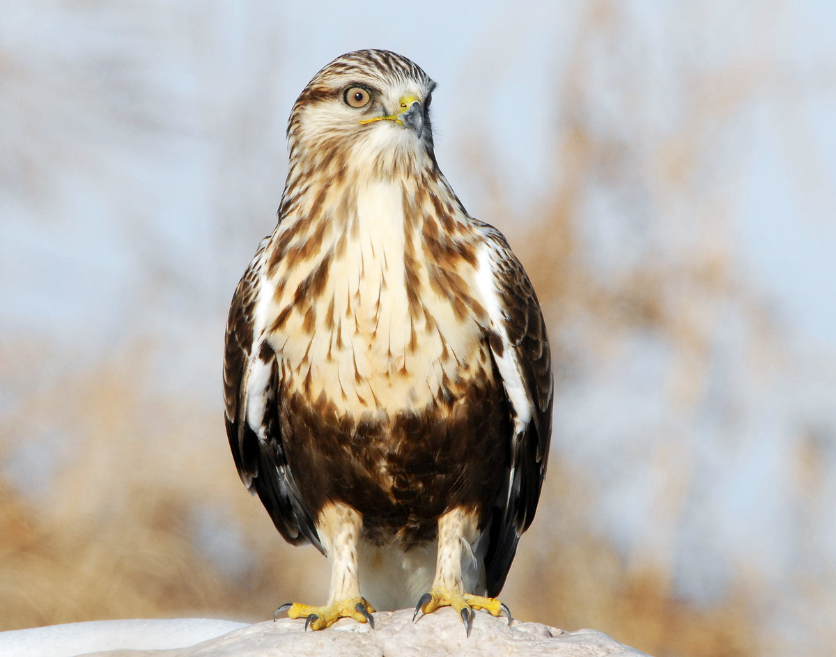 Hawk Rough-legged D-006.jpg