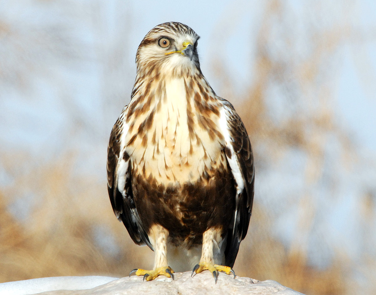 Hawk Rough-legged D-008.jpg