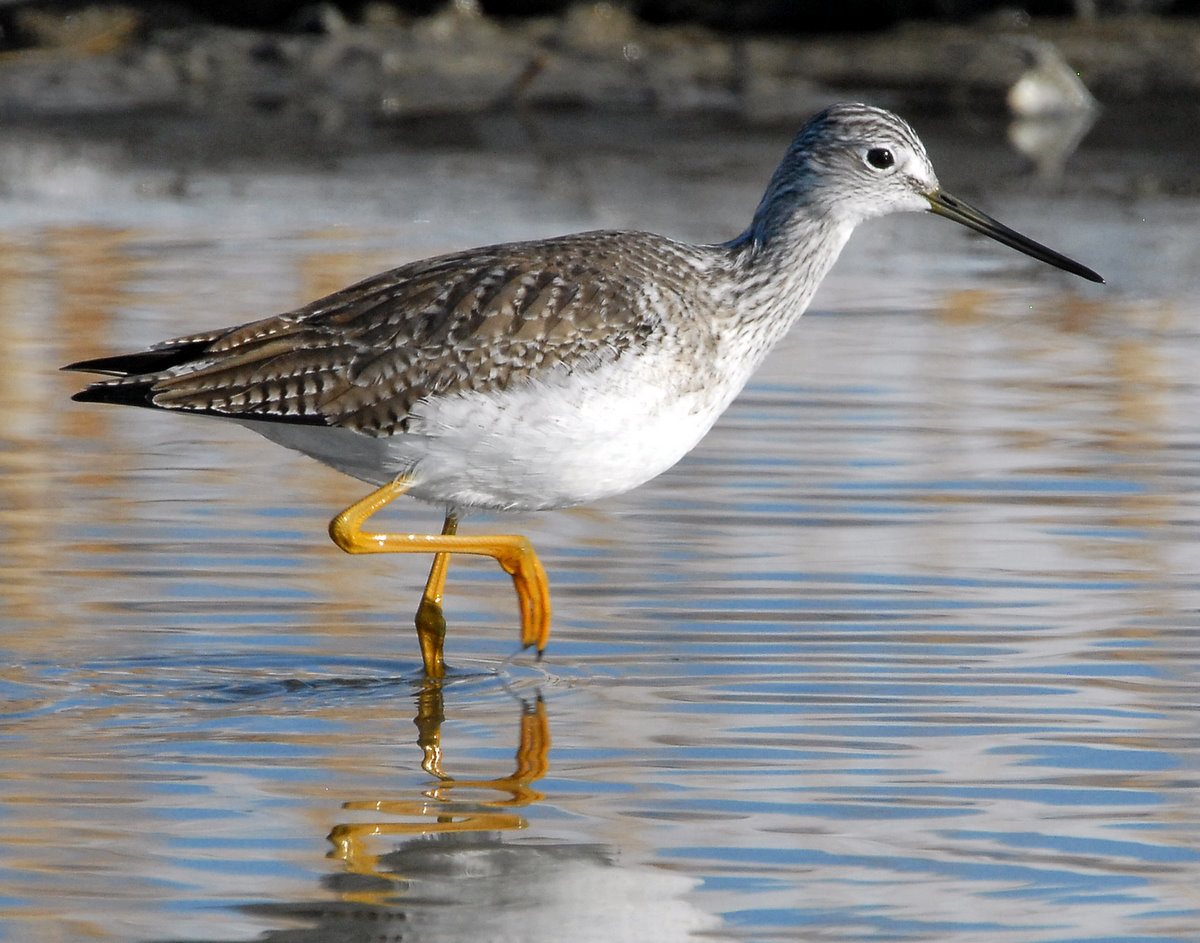 Yellowlegs Greater D-006.jpg