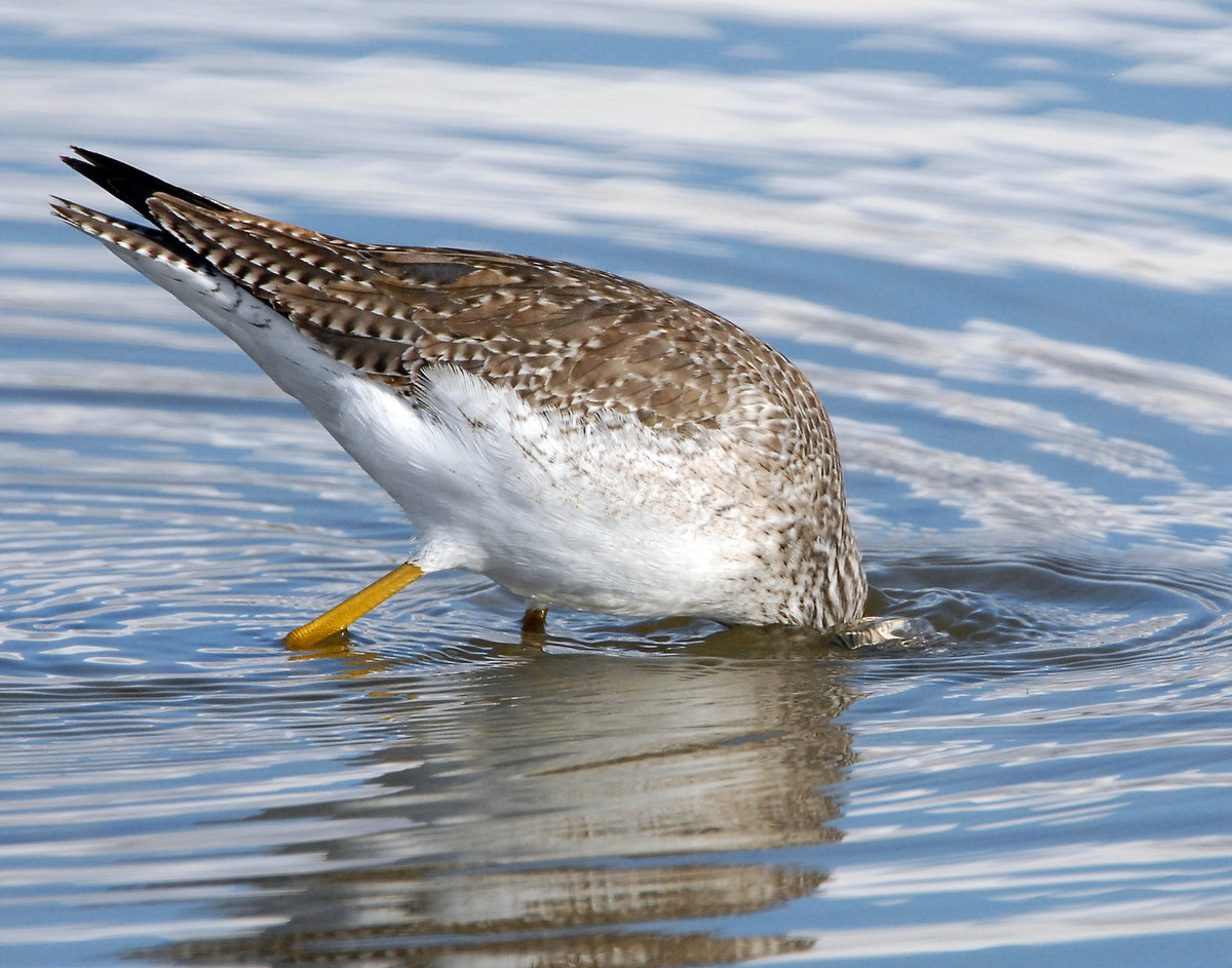 Yellowlegs Greater D-012.jpg