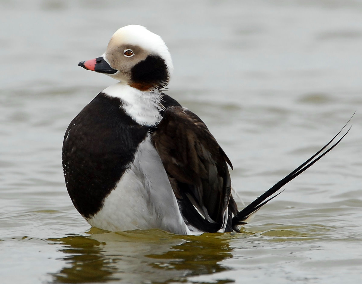 Duck, Long tailed (Male)