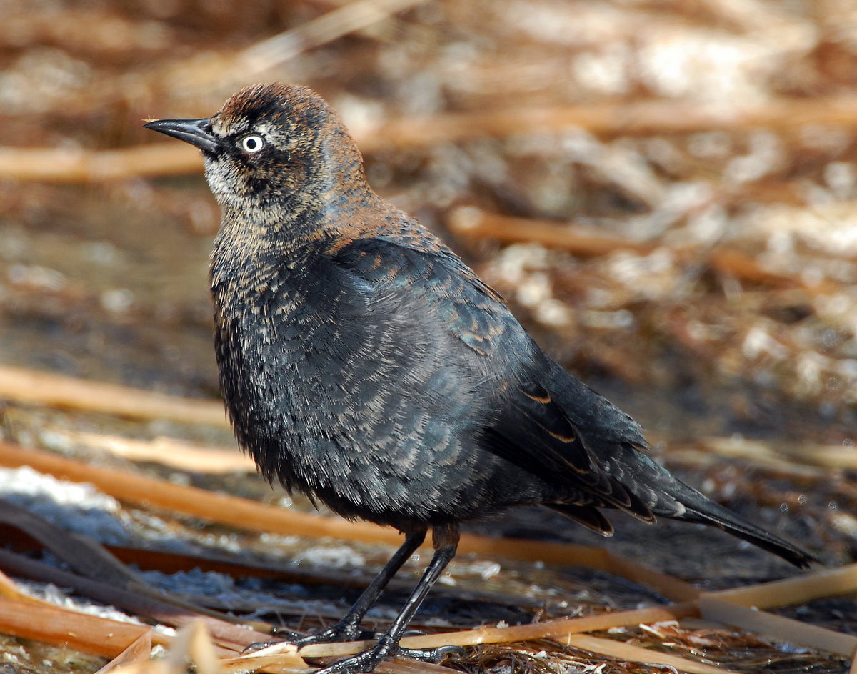 Blackbird Rusty D-015.jpg