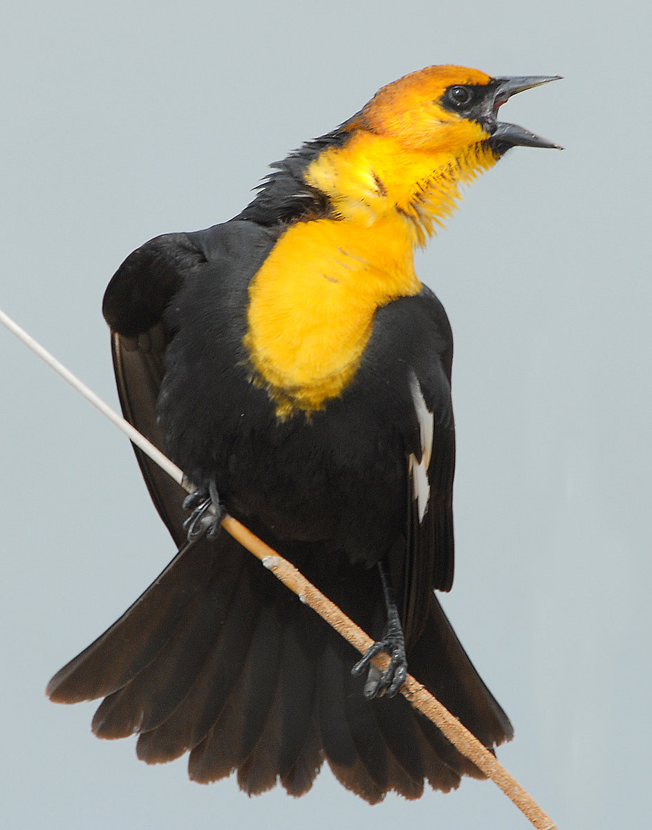 Blackbird Yellow-headedD-015.jpg
