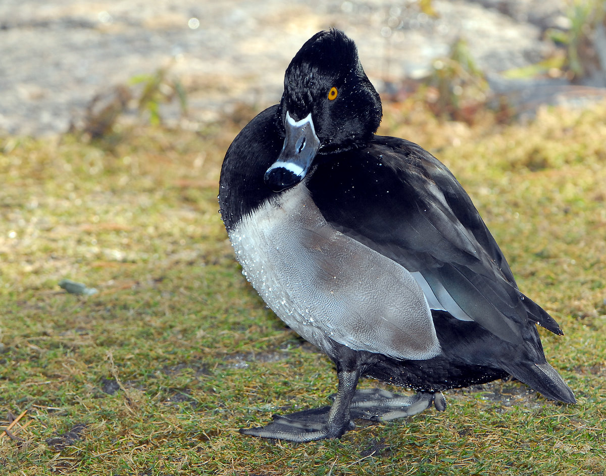 Duck, Ring-necked