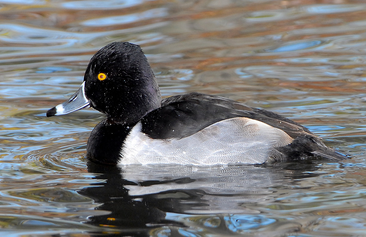 Duck, Ring-necked