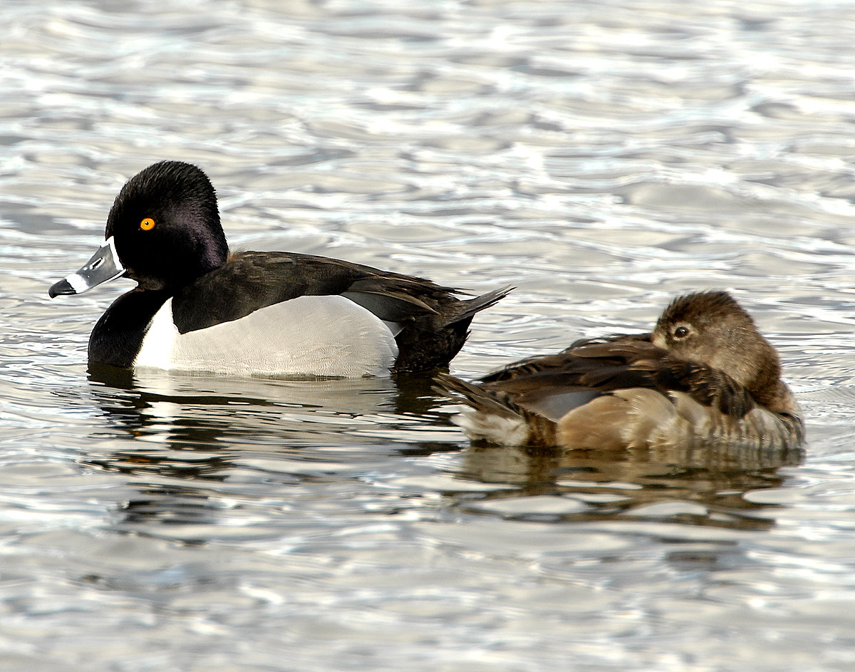 Duck, Ring-necked
