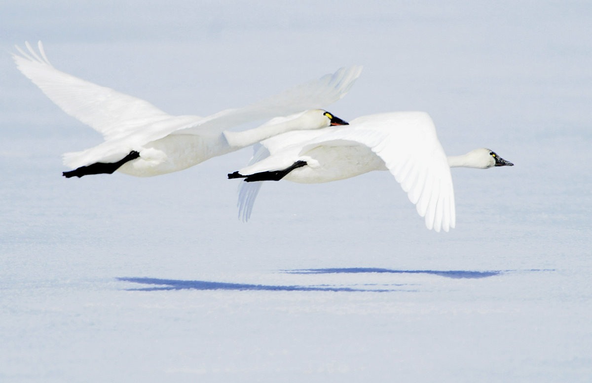 Swan  Tundra d-002.jpg