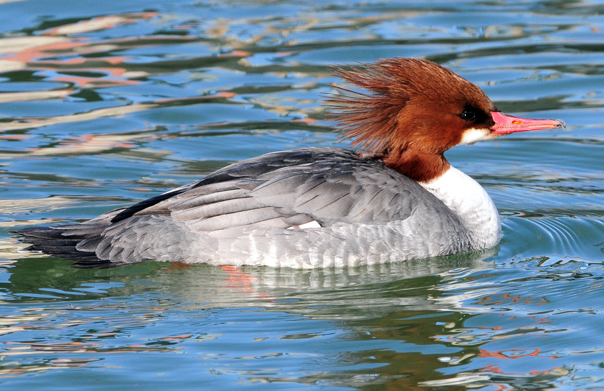 Marganser  Common (Female)D-001.jpg