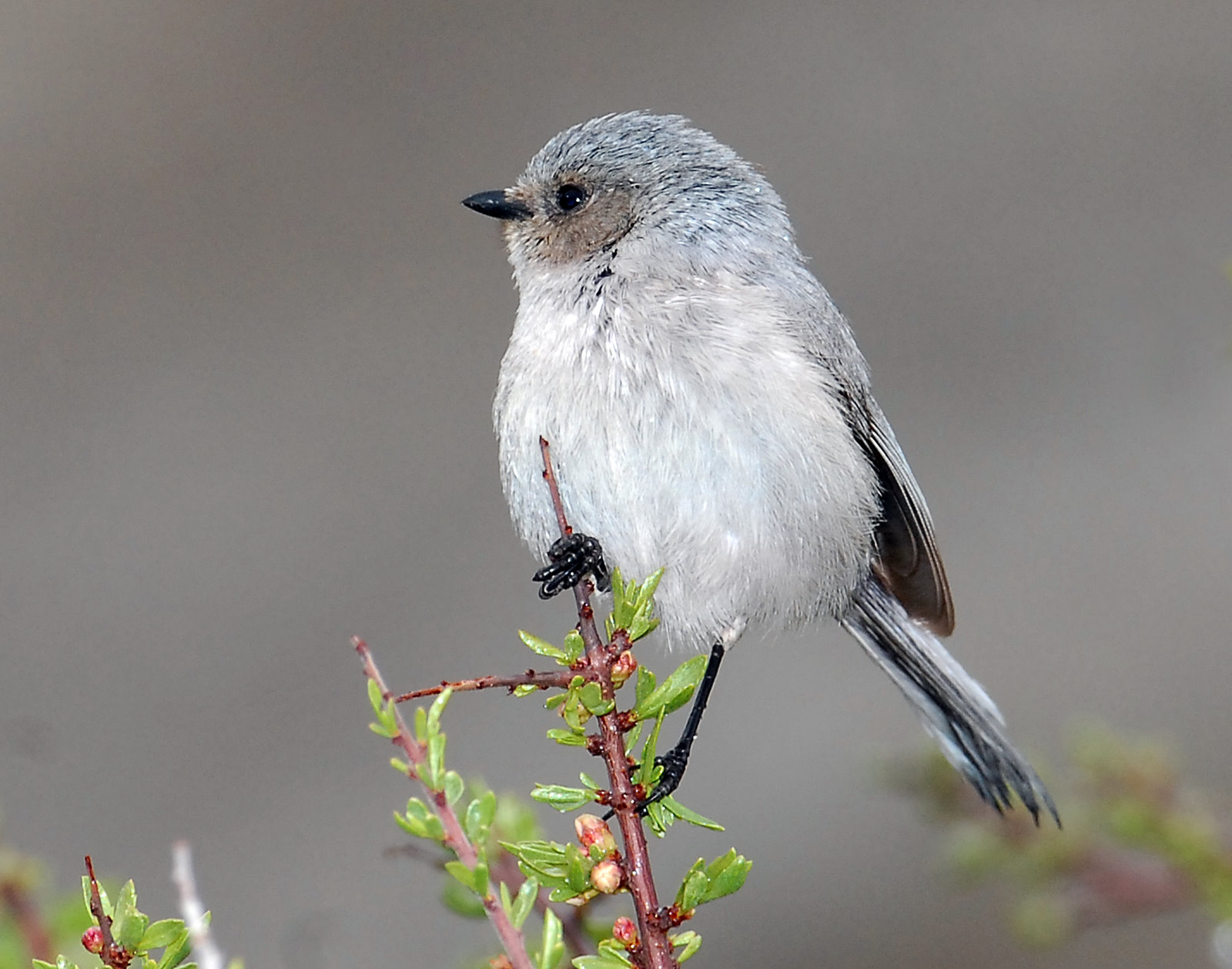 Bushtit