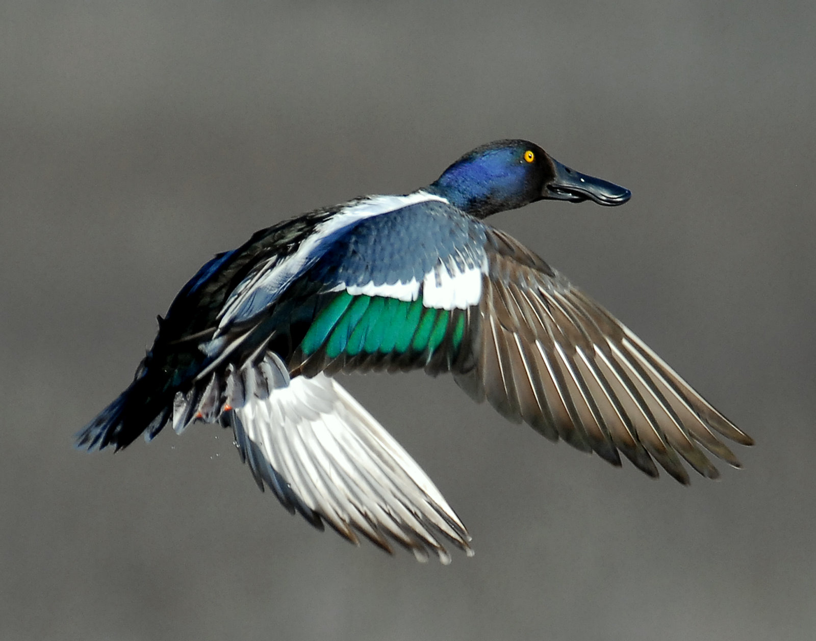 Shoveler  Northern D-005.jpg