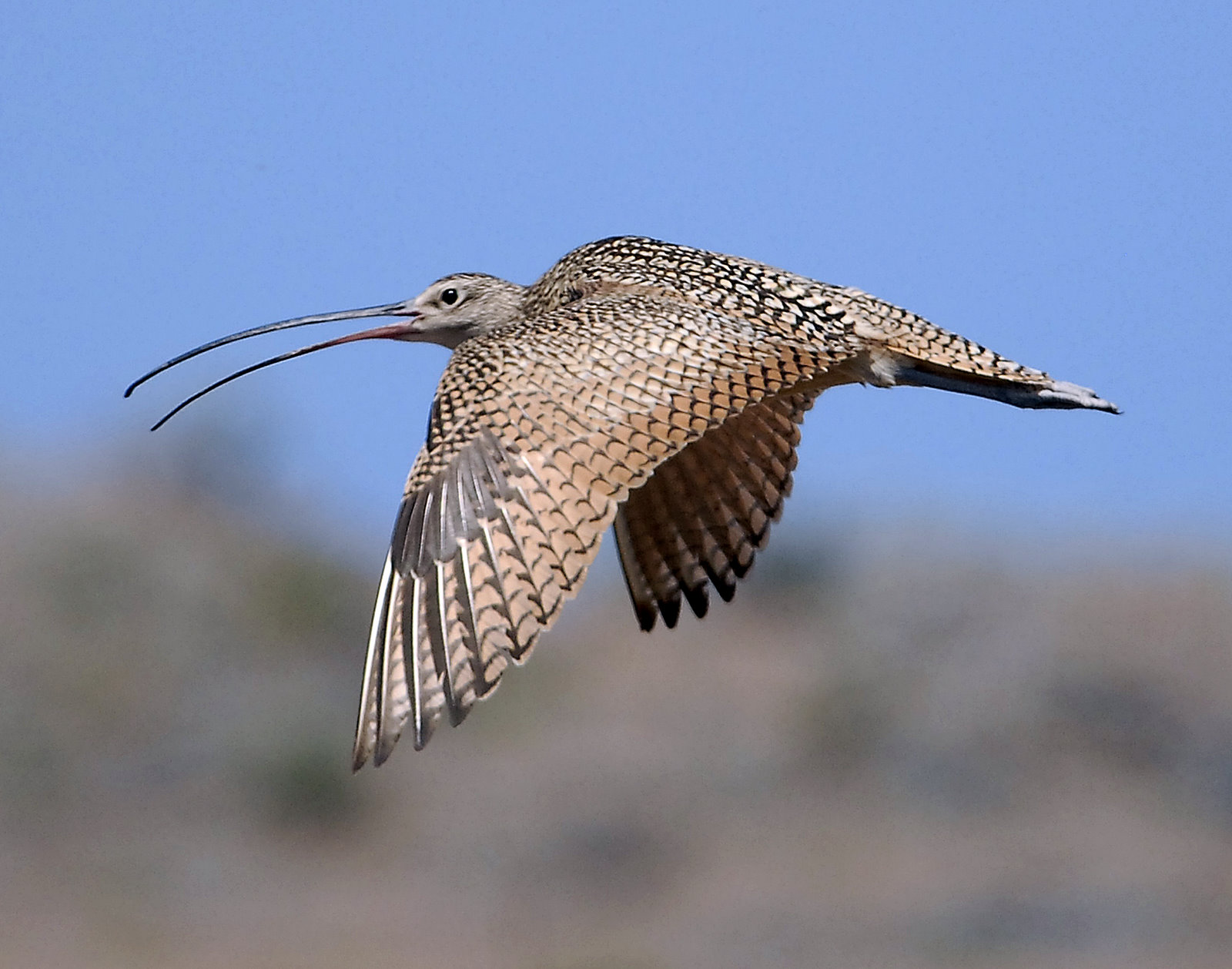 Curlew, Long-billed