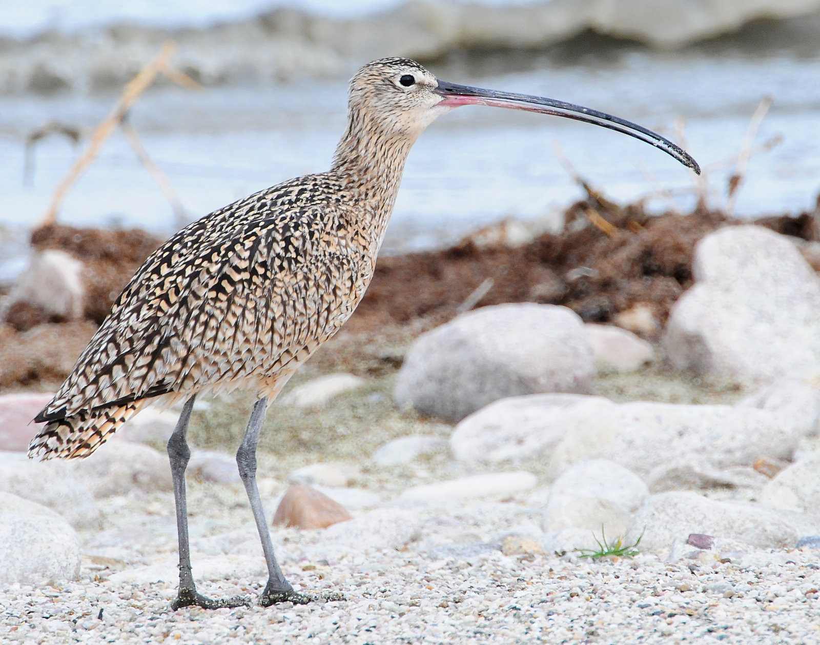 Curlew, Lomg-billed