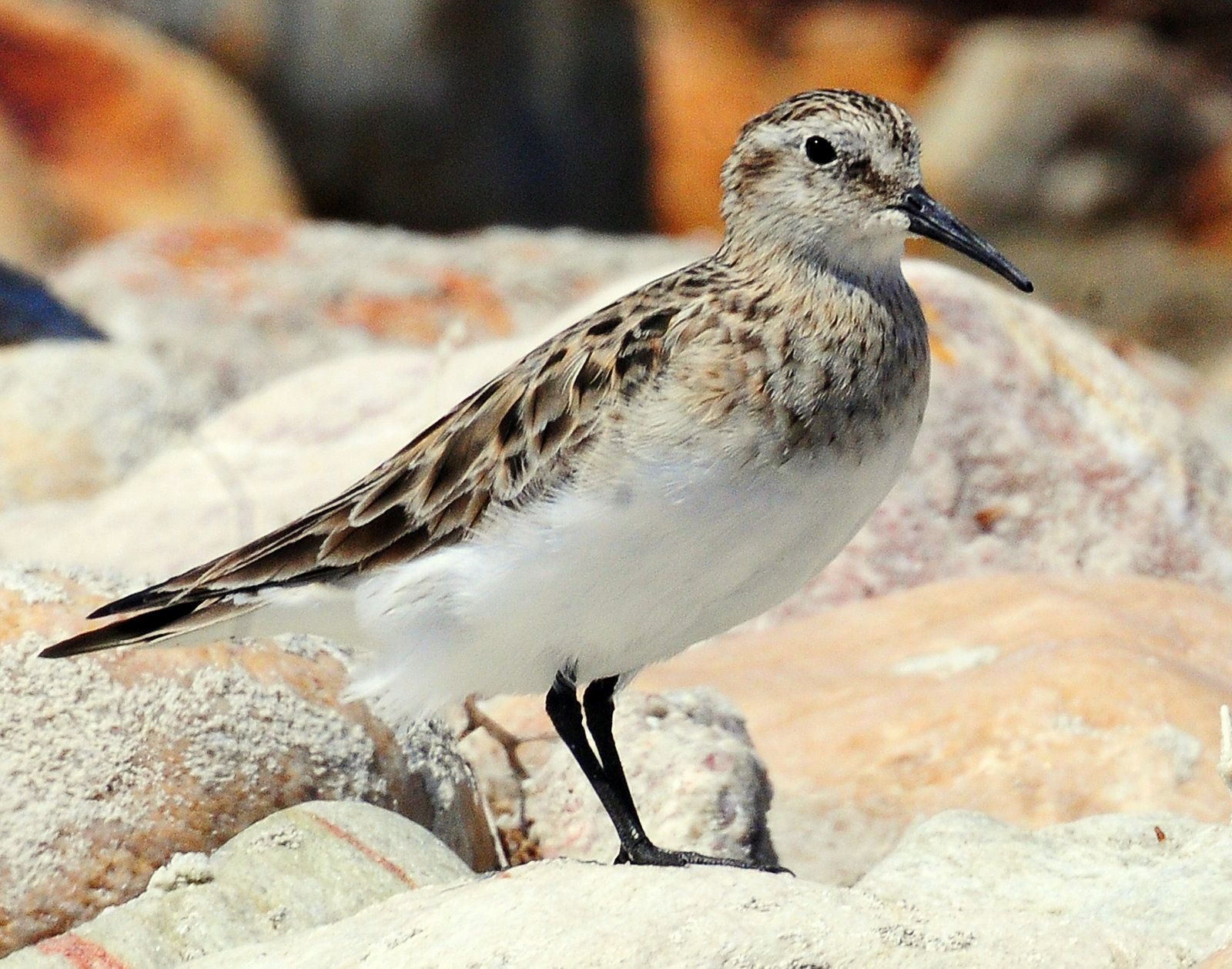 Sandpiper, Bairds