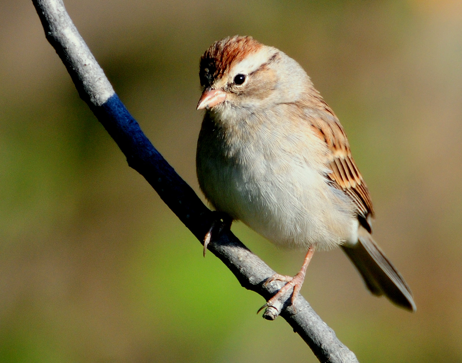 Sparrow, Chipping