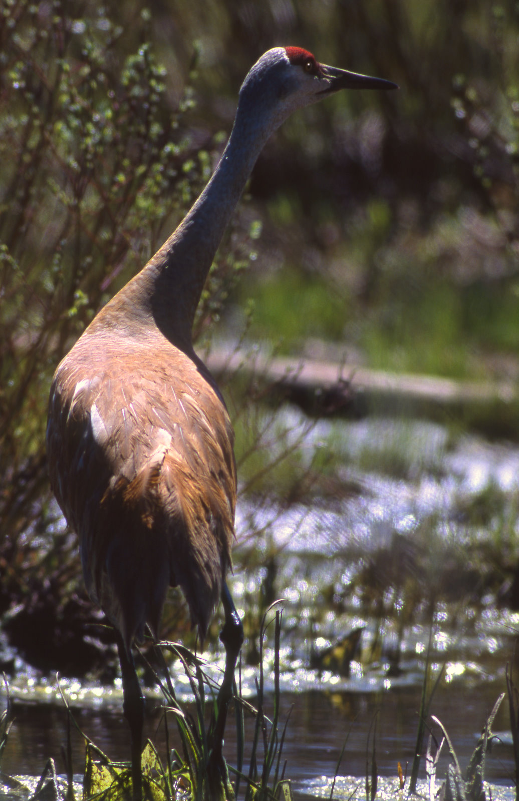 Crane, Sandhill