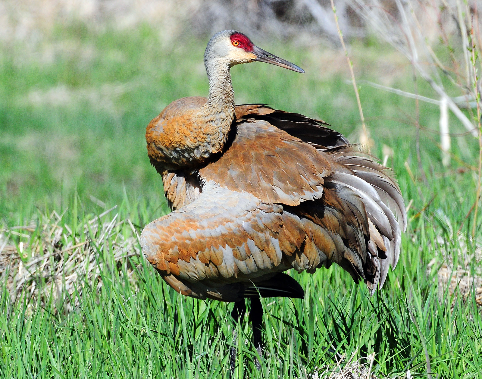 Crane, Sandhill