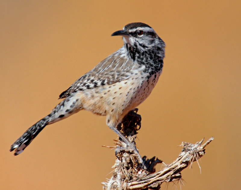 Wren, Cactus