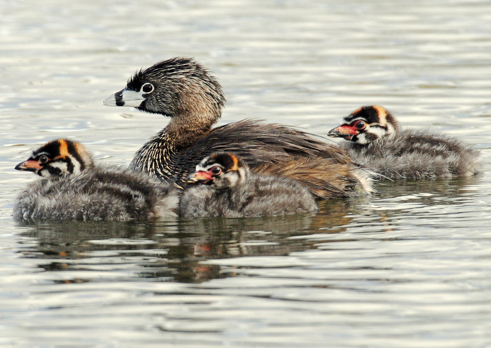 Grebe, Pied-billed