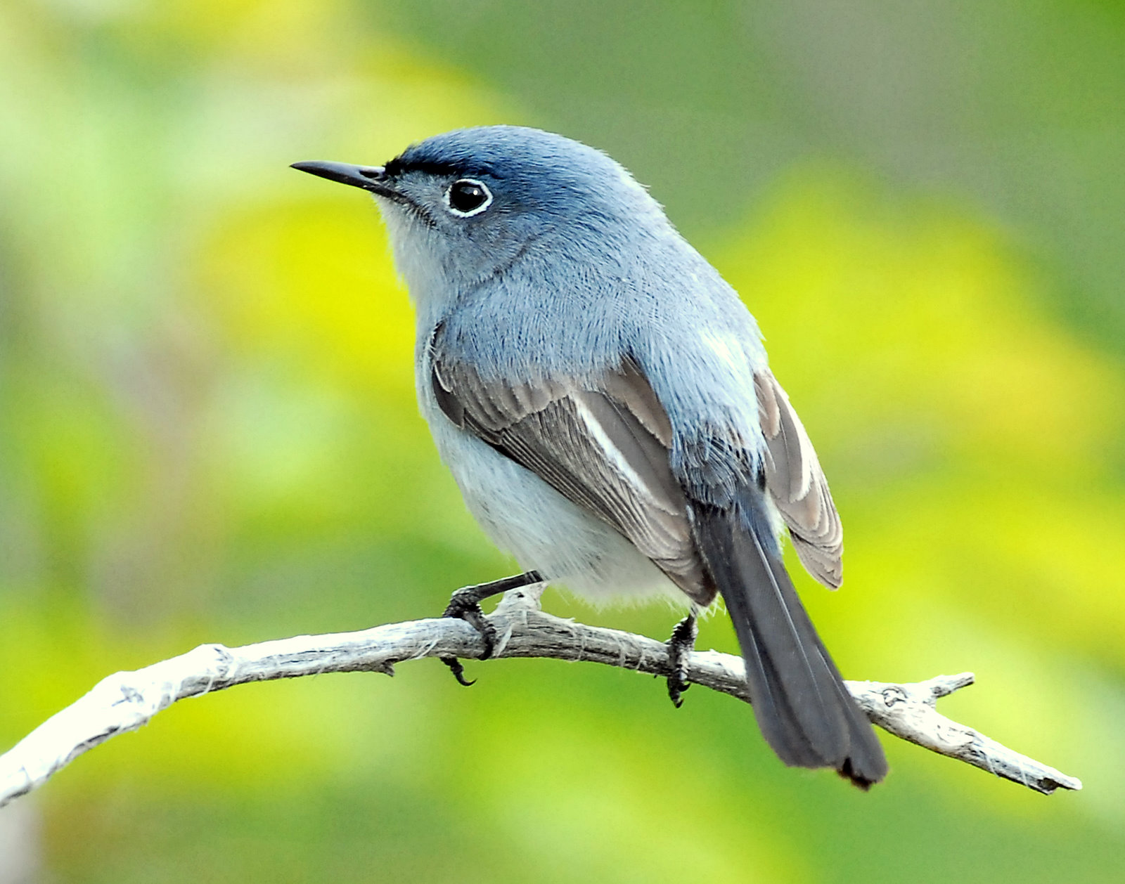 Gnatcatcher, Blue-gray