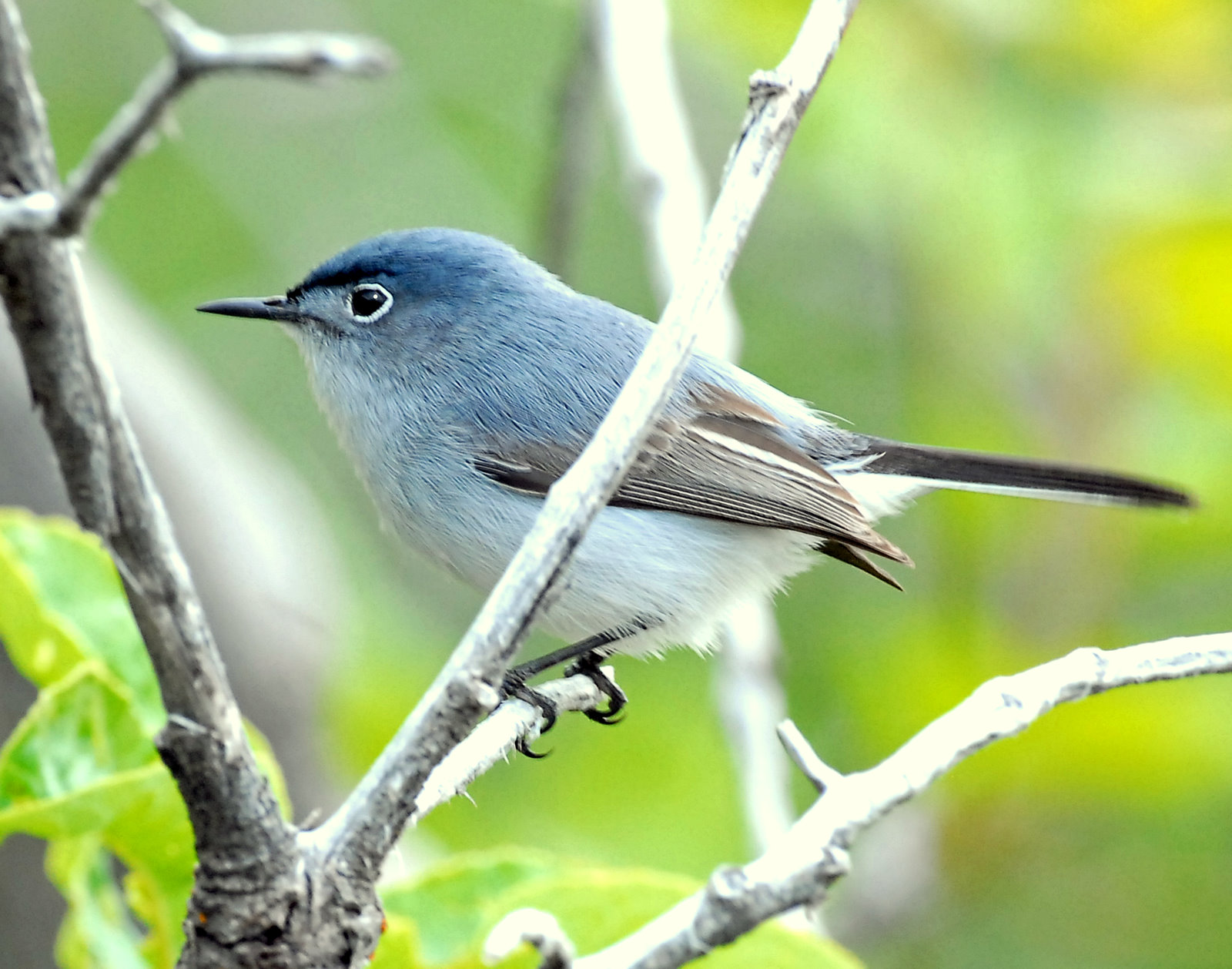 Gnatcatcher, Blue-gray