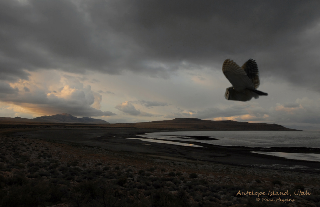 Antelope Island-Barn Owl 