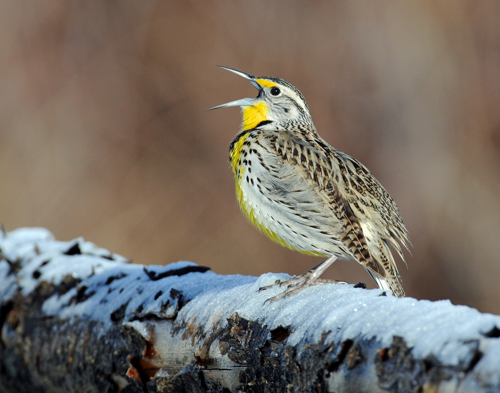 Western Meadowlark