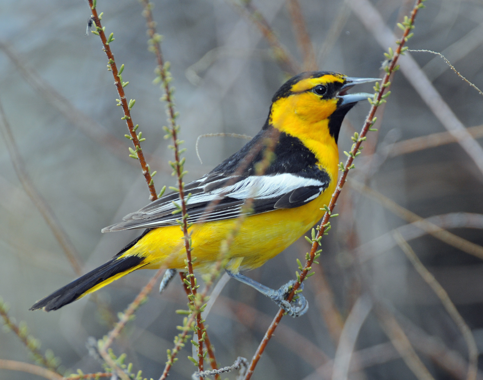 Oriole, Bullocks