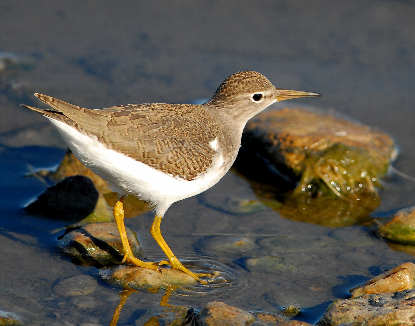 Sandpiper Spotted D-006.jpg