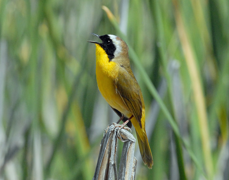 Yellowthroat, Common